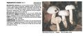 Hygrophorus cossus